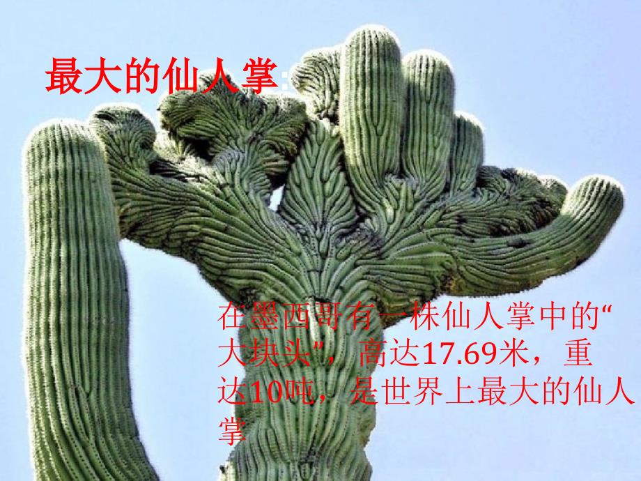 花卉仙人掌.ppt_第4页