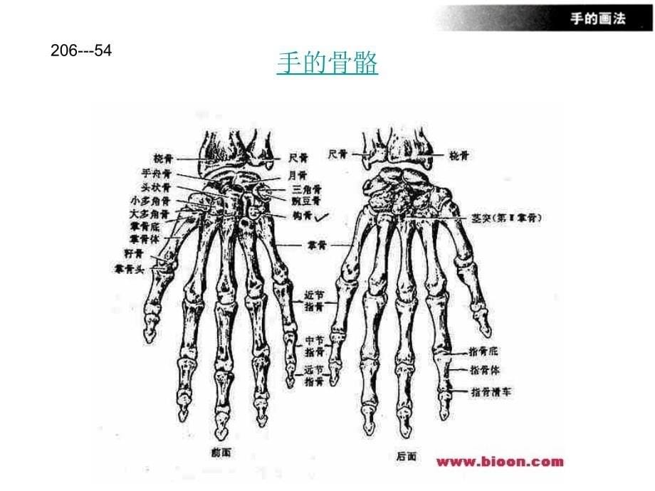 手的专业画法ppt课件_第5页