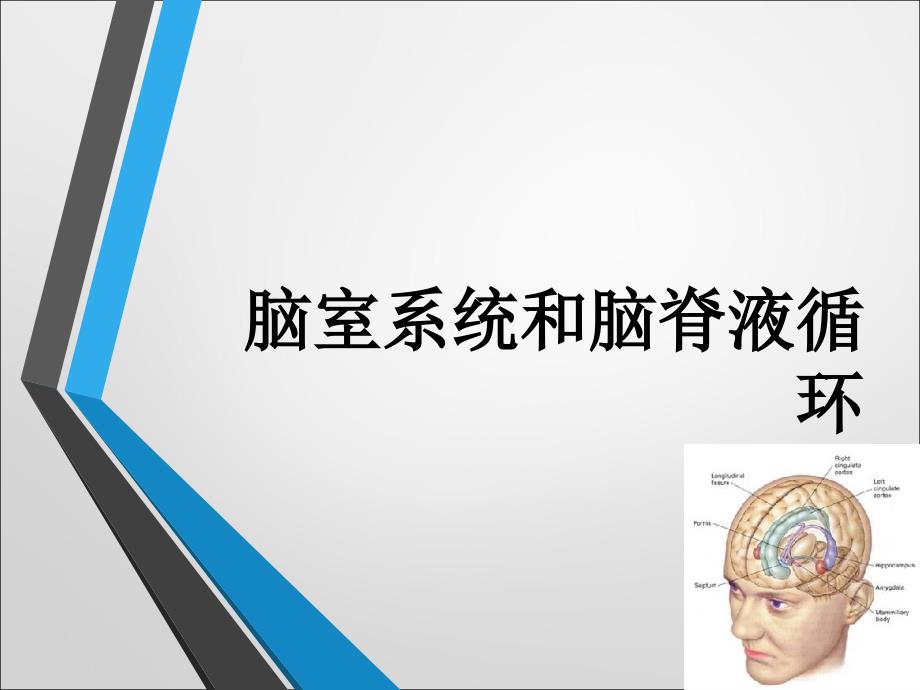 脑室系统解剖_第1页