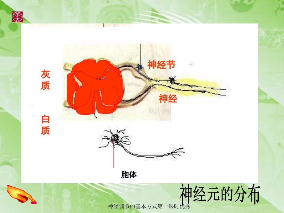 神经调节的基本方式第一课时优秀_第3页