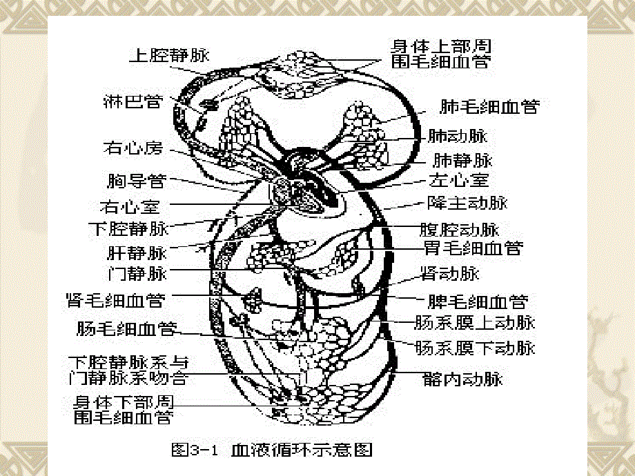 血液循环1-心脏生理_第3页