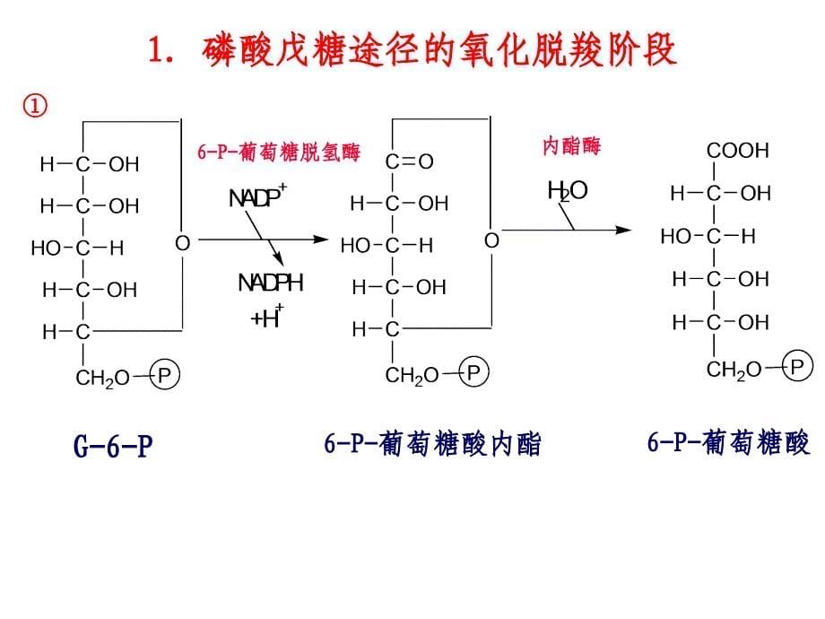 戊糖磷酸途径和糖原合成与分解_第5页