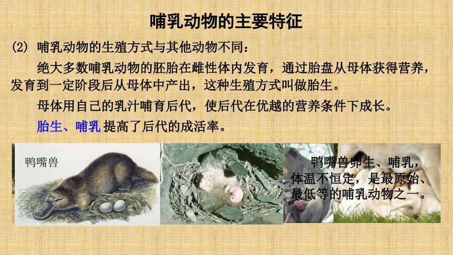 初中八年级生物上册第五单元第一章第七节哺乳动物名师优质课件新版新人教版_第4页