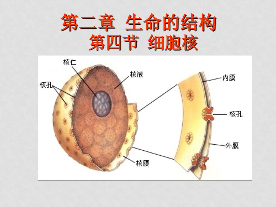 高中生物授新课课件细胞核和原核细胞 课件必修一_第1页