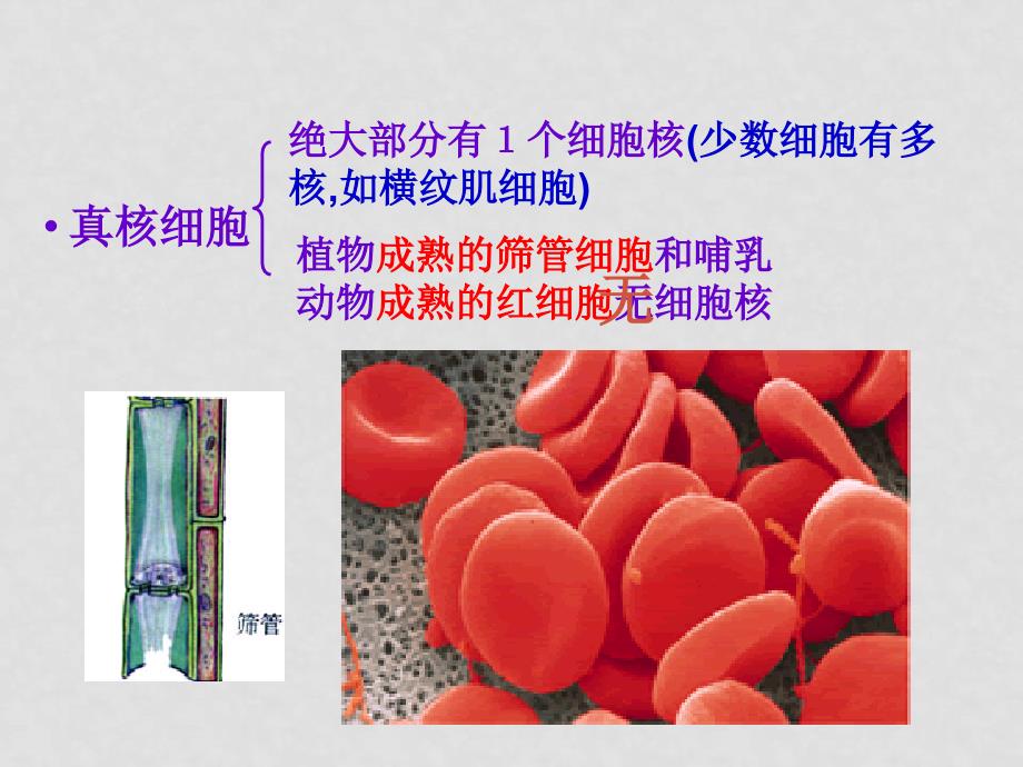 高中生物授新课课件细胞核和原核细胞 课件必修一_第2页