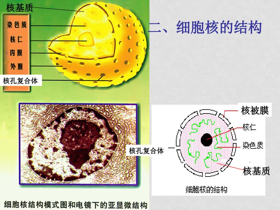 高中生物授新课课件细胞核和原核细胞 课件必修一_第4页