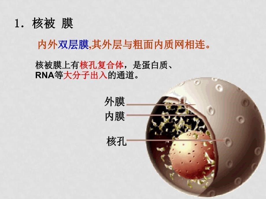 高中生物授新课课件细胞核和原核细胞 课件必修一_第5页