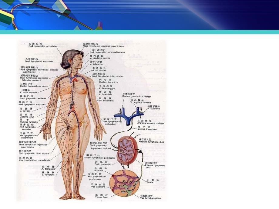 淋巴按摩描述课件_第5页