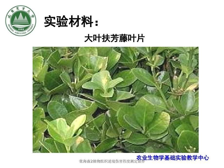 张海森2植物组织逆境伤害程度测定课件_第5页