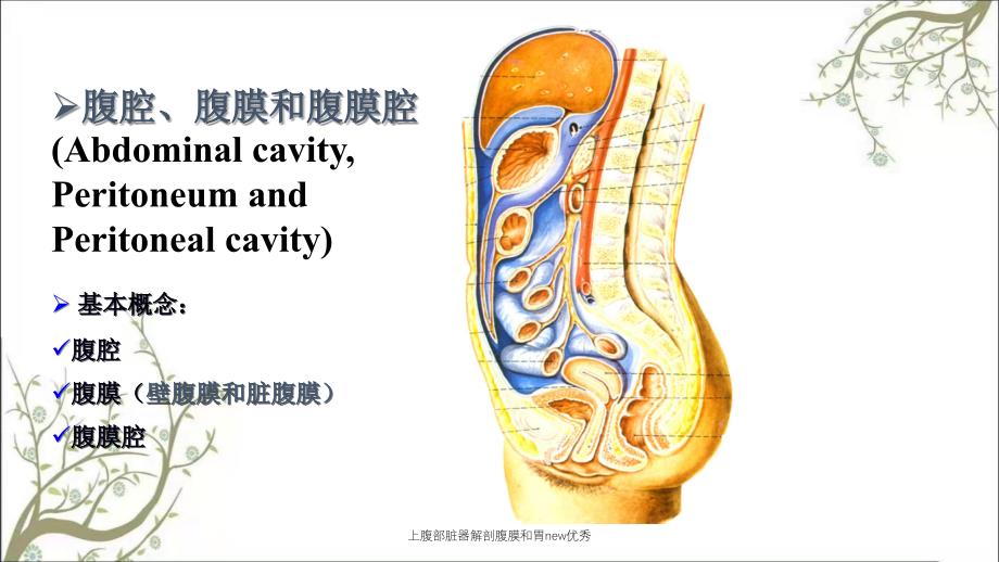 上腹部脏器解剖腹膜和胃new优秀_第3页