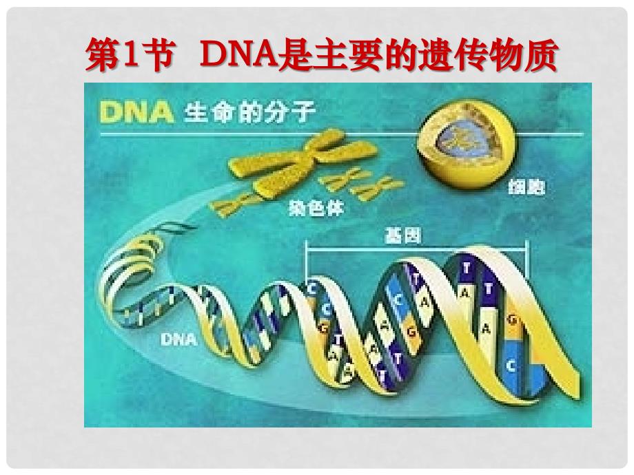 高中生物 DNA是主要的遗传物质尹丁仙 新人教版必修2_第1页