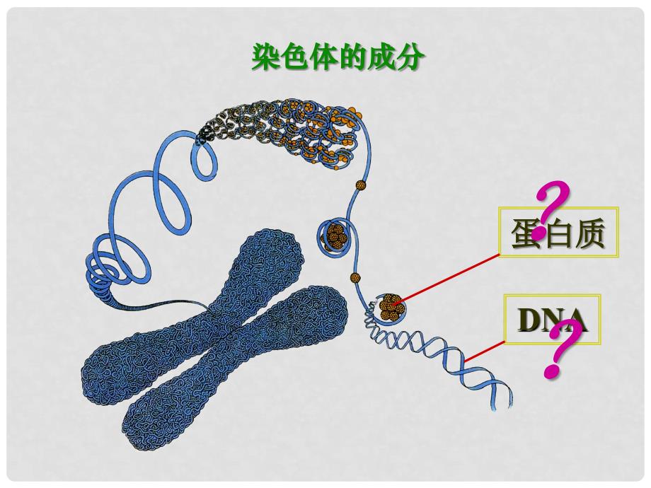 高中生物 DNA是主要的遗传物质尹丁仙 新人教版必修2_第4页