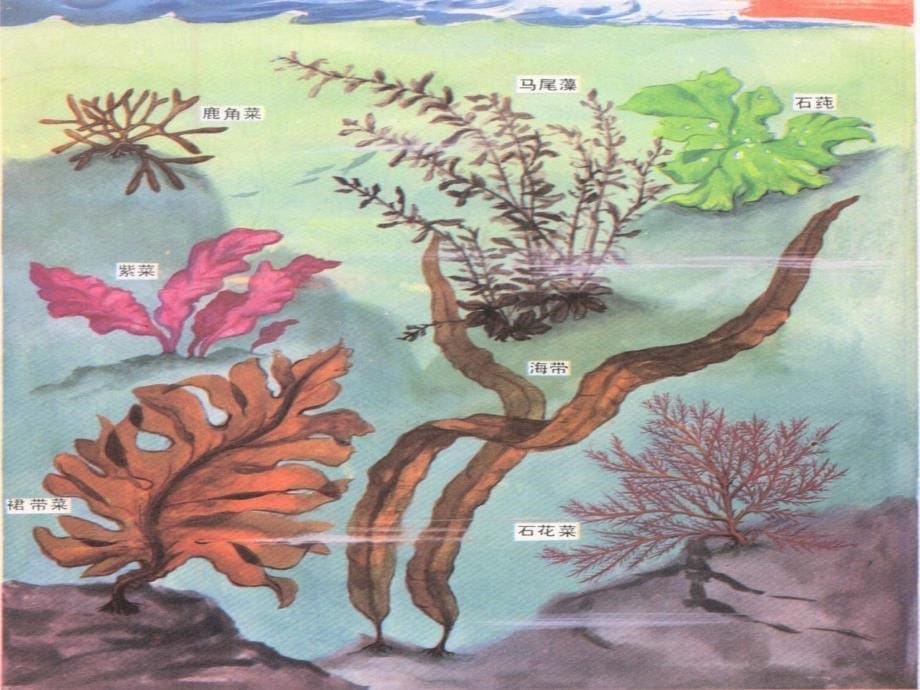 江苏省七年级生物下册10.2水中的藻类植物课件新版苏科版.ppt_第5页