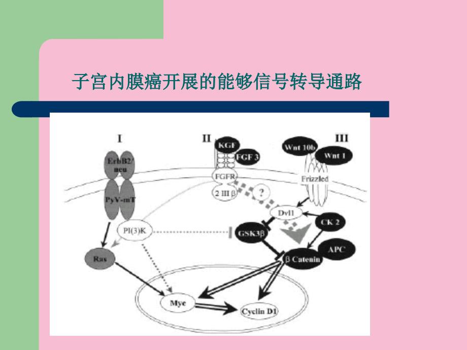 激素对子宫内膜癌作用的研究进展ppt课件_第2页