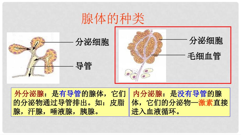 七年级生物下册 2.5.1激素与生长发育教学课件 （新版）冀教版_第3页