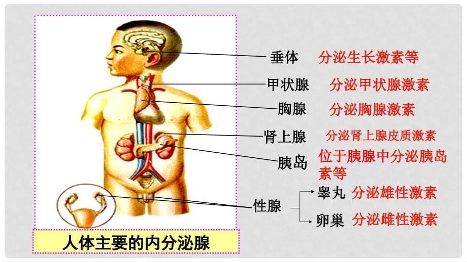 七年级生物下册 2.5.1激素与生长发育教学课件 （新版）冀教版_第5页