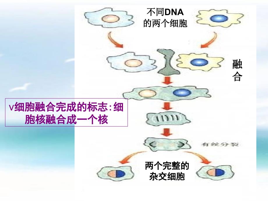 人教版高中生物选修三2.2.动物细胞工程之动物细胞融合与单克隆抗体教学课件 (共18张PPT)_第4页