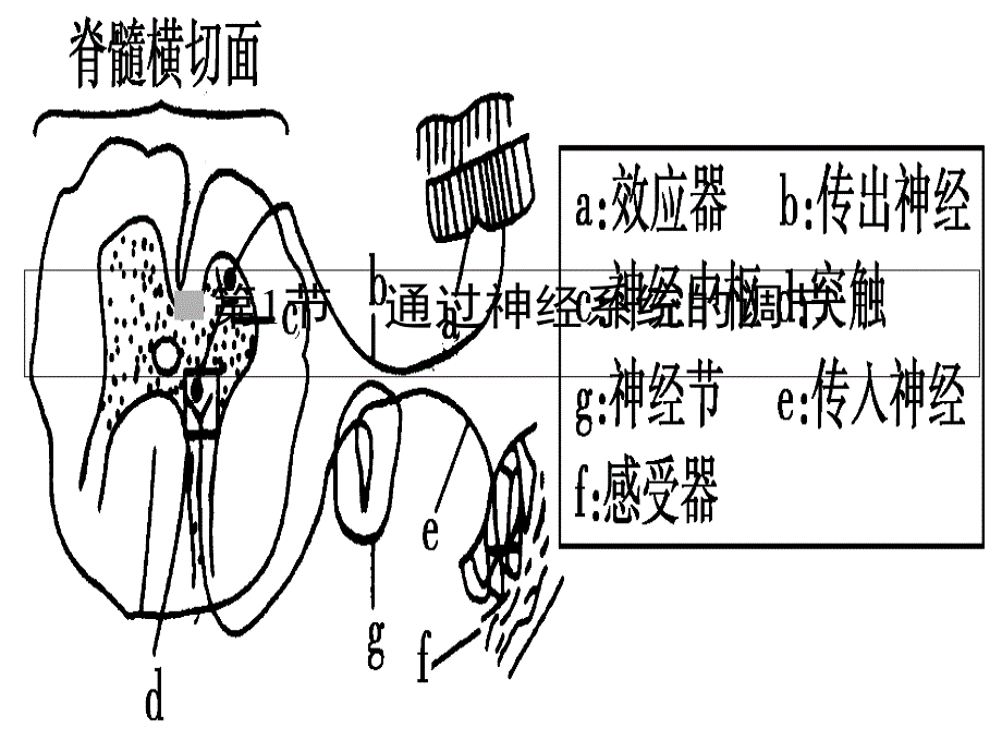 通过神经系统的调节_第1页