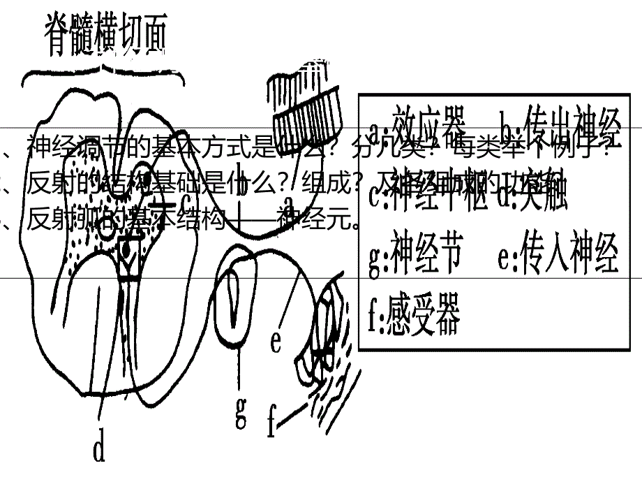 通过神经系统的调节_第2页