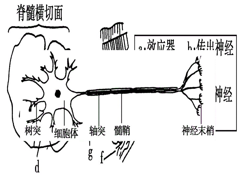 通过神经系统的调节_第3页