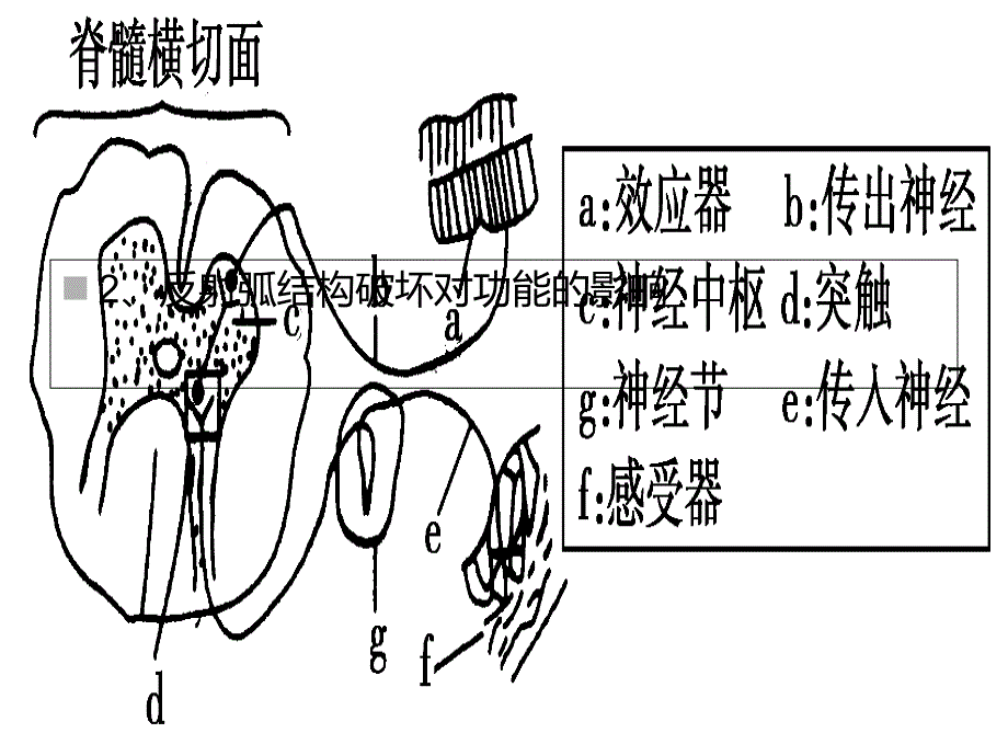 通过神经系统的调节_第4页