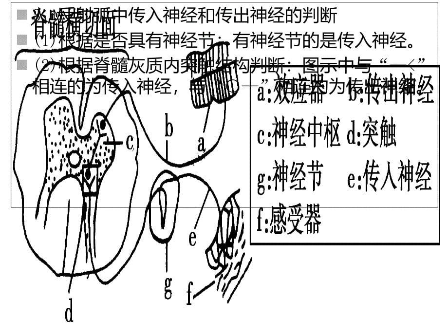 通过神经系统的调节_第5页