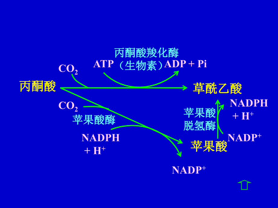 羧酸循环的基本特点.ppt_第2页