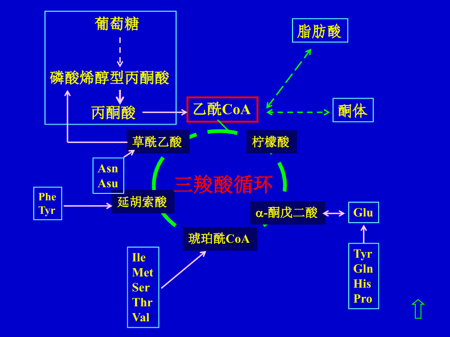 羧酸循环的基本特点.ppt_第3页