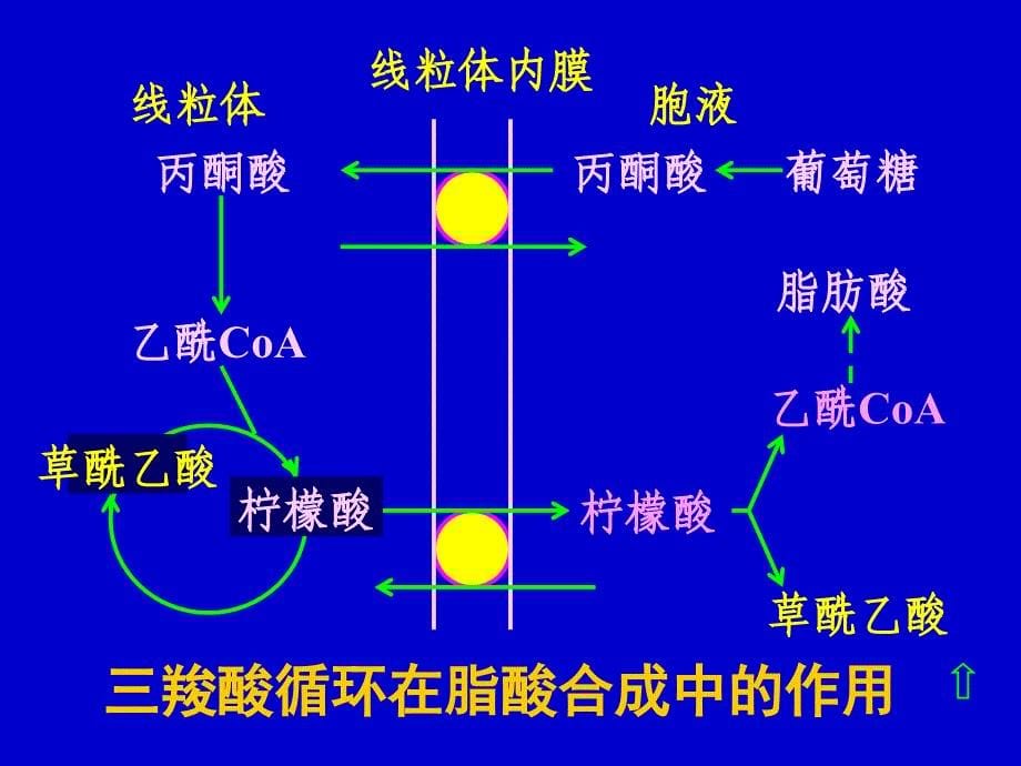 羧酸循环的基本特点.ppt_第5页