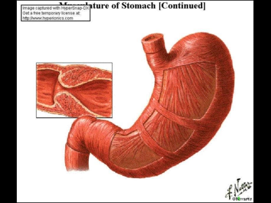 胃十二指肠外科Gastroduodenalsurgery_第5页