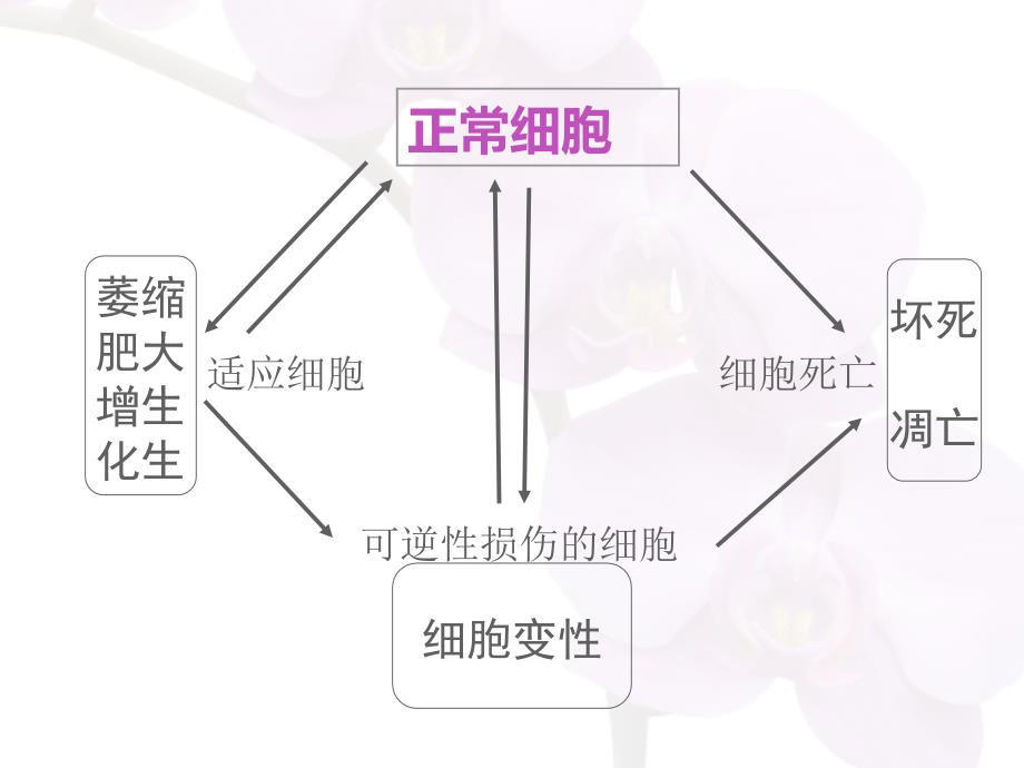 第二章细胞核组织适应、损伤与修复_第2页