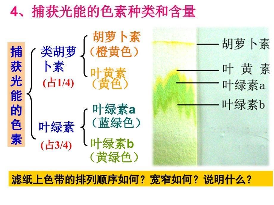 2015一轮复习光合作用(优秀公开课件).ppt_第5页