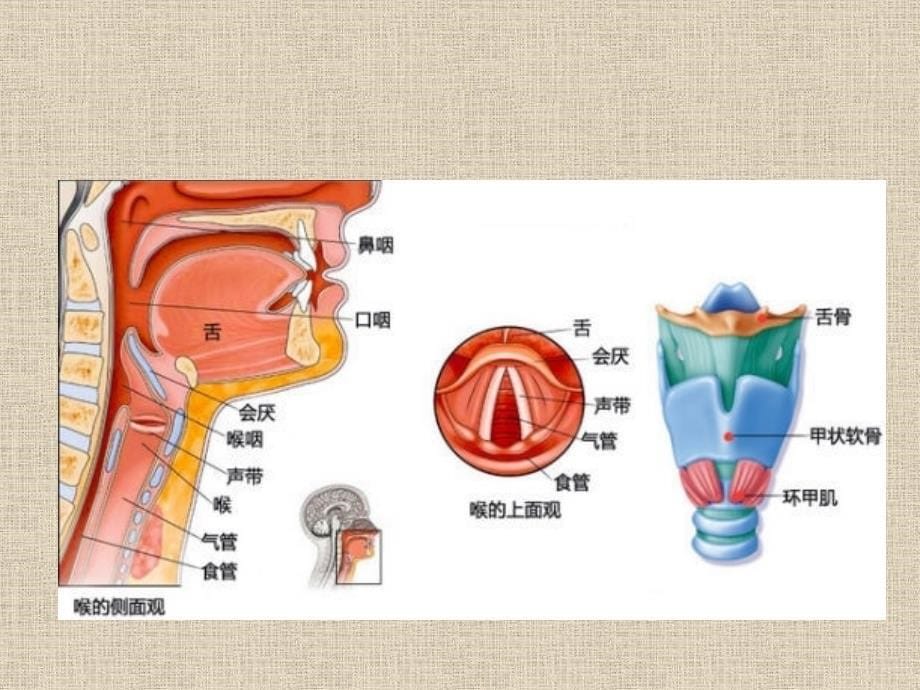 护理查房急性会厌炎ppt课件_第5页