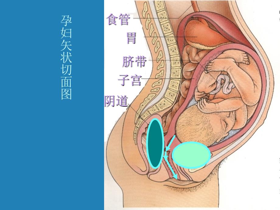 分娩期妇女护课件_第3页