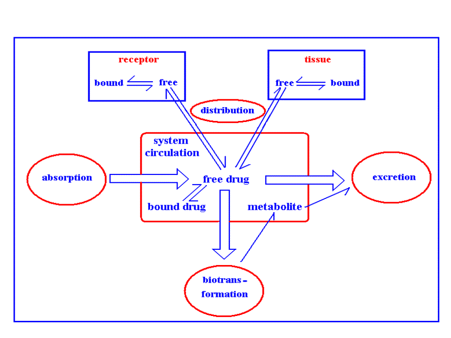 临床药代动力学_第4页