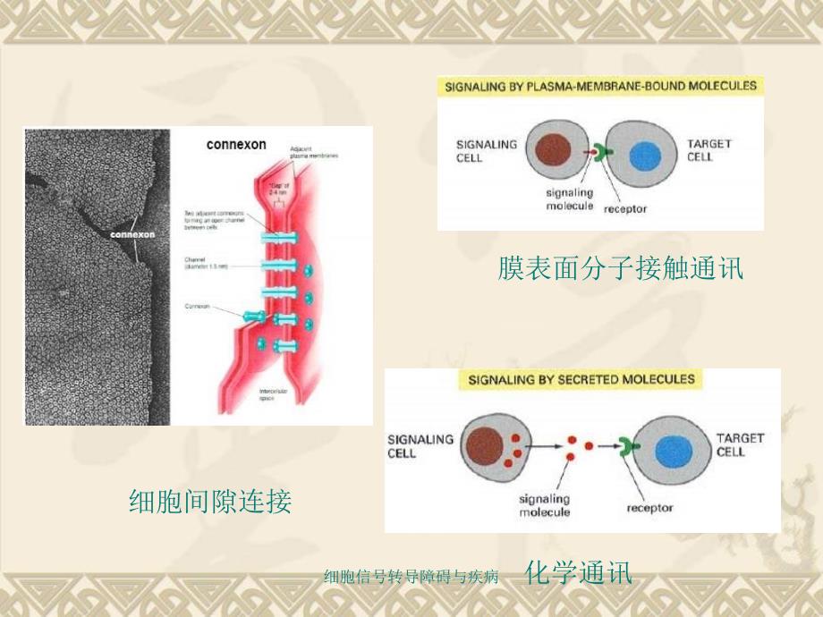 细胞信号转导障碍与疾病课件_第3页