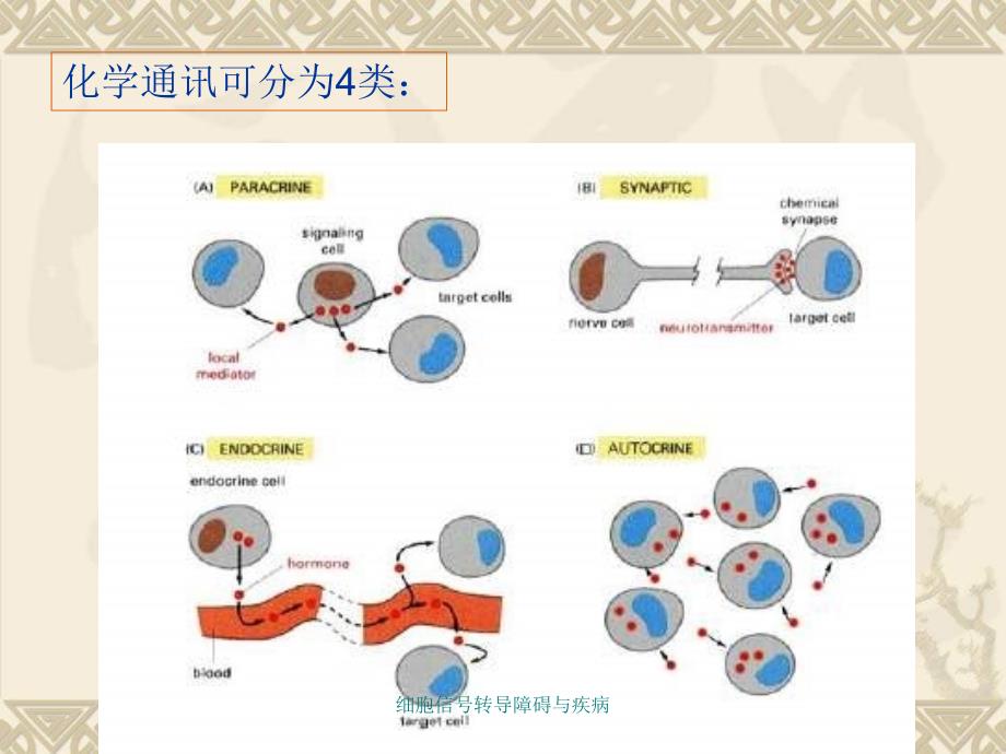 细胞信号转导障碍与疾病课件_第4页