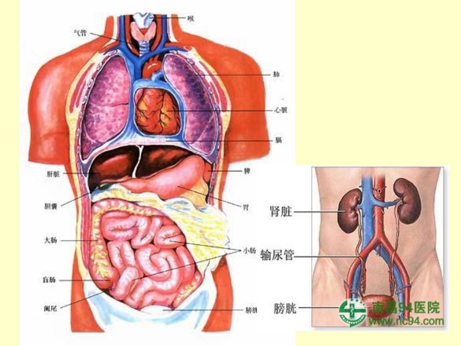 100味中药教学课件幻灯片_第1页