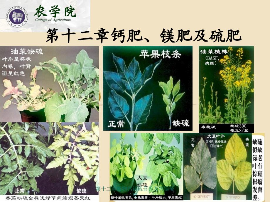 第十二章植物钙镁硫营养及钙镁硫肥_第1页