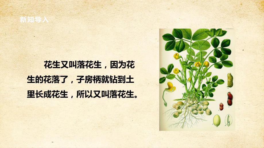 2-落花生 第一课时 课件_第4页