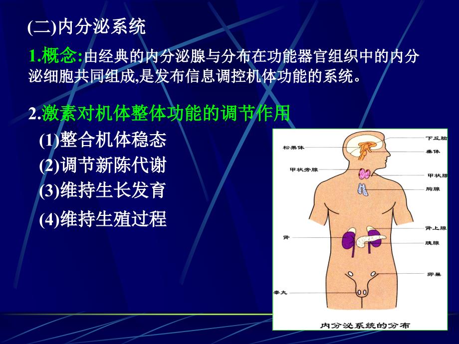 内分泌系统南华大学.ppt_第3页