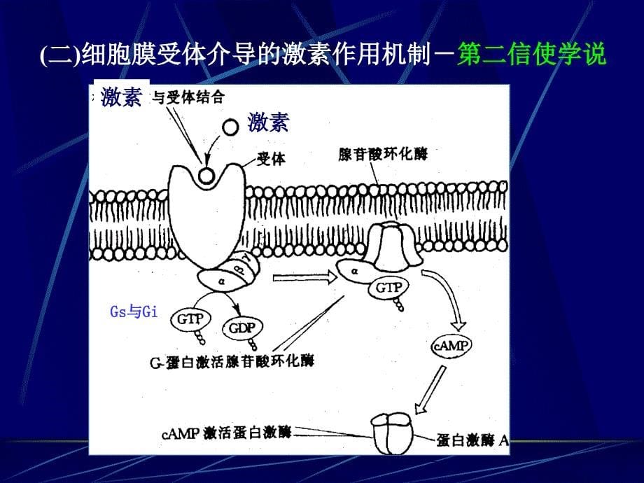 内分泌系统南华大学.ppt_第5页