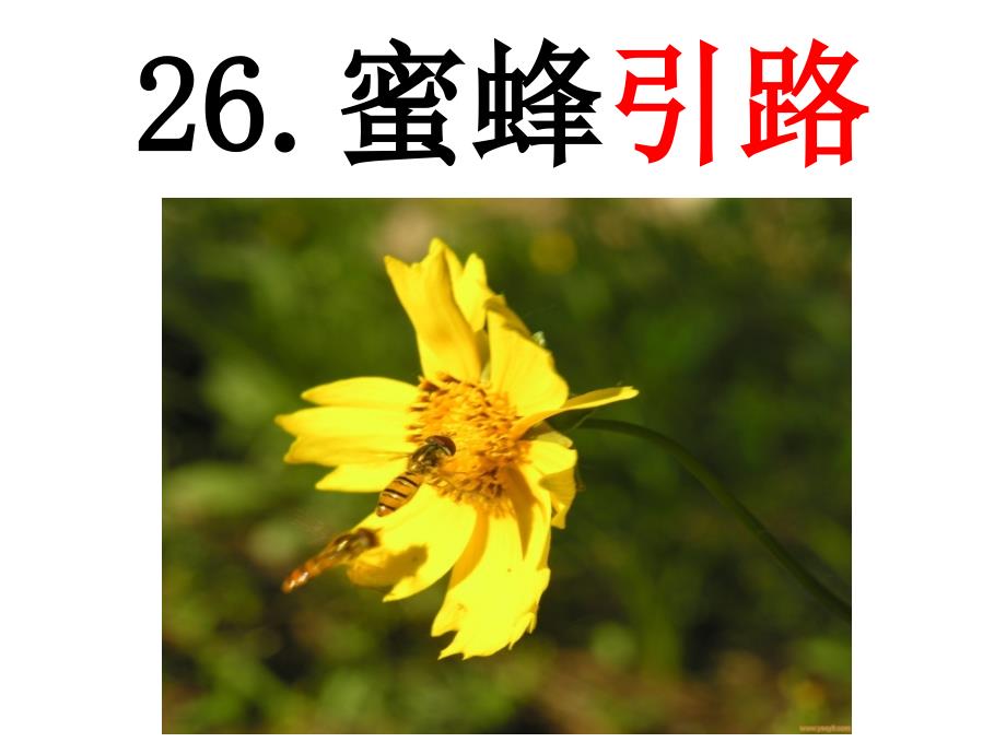 26蜜蜂引路教学课件_第4页