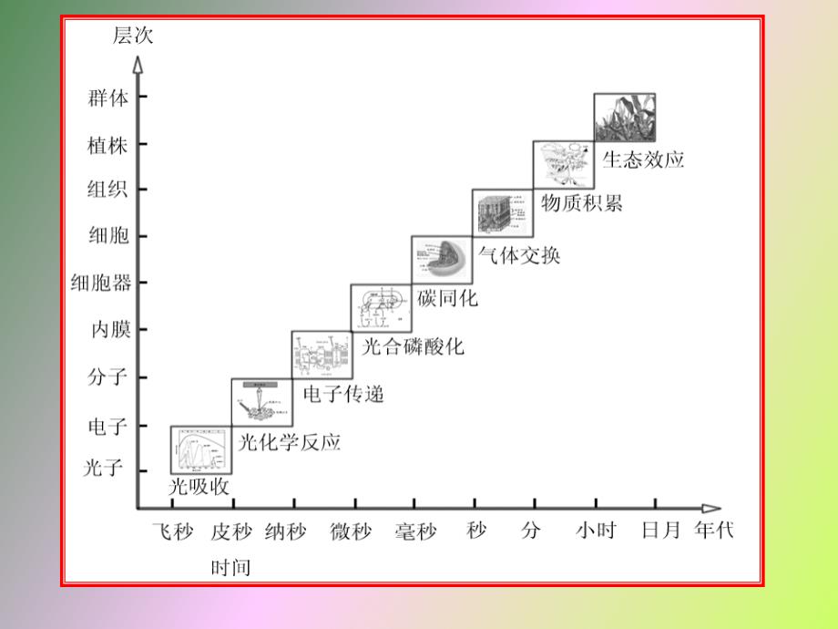 光合作用的生理生态_第3页