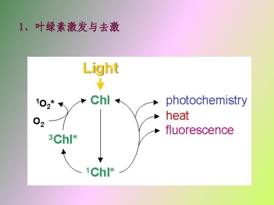 光合作用的生理生态_第5页