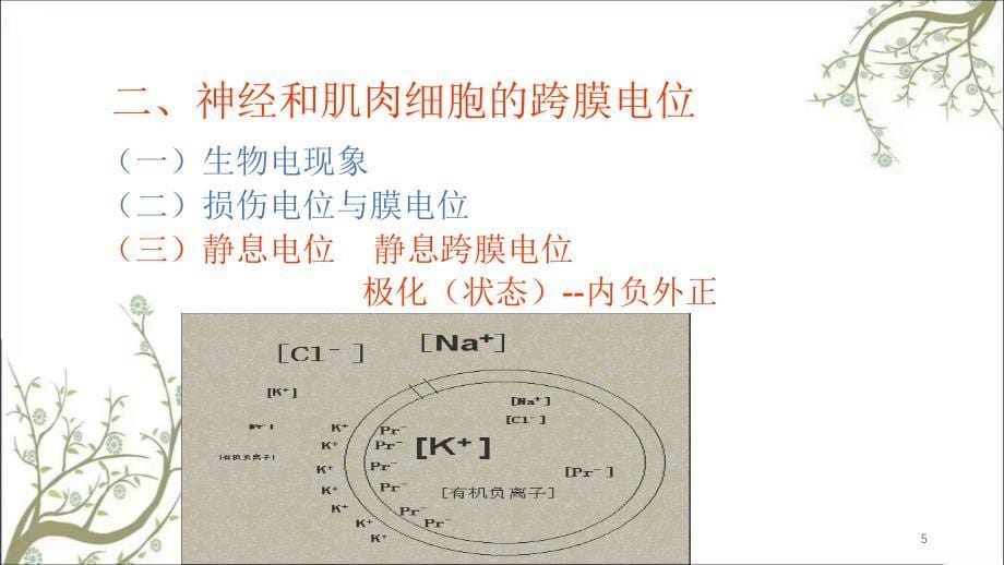 神经肌肉生理课件_第5页