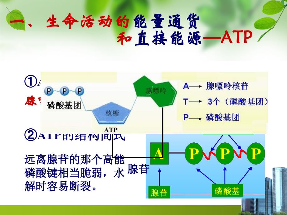 第四章第一节ATP和酶_第3页