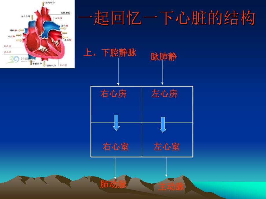 七年级生物血液循环课件_第3页