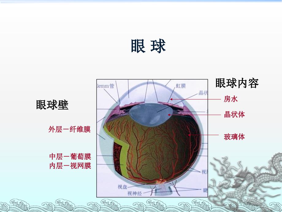 眼睛的解剖介绍_第3页