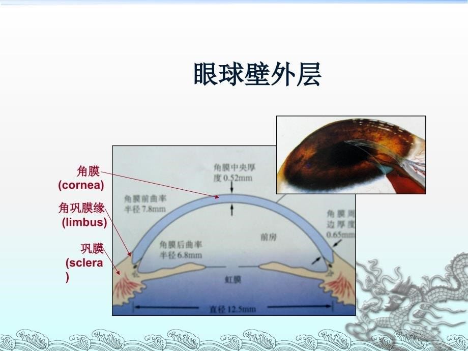 眼睛的解剖介绍_第5页